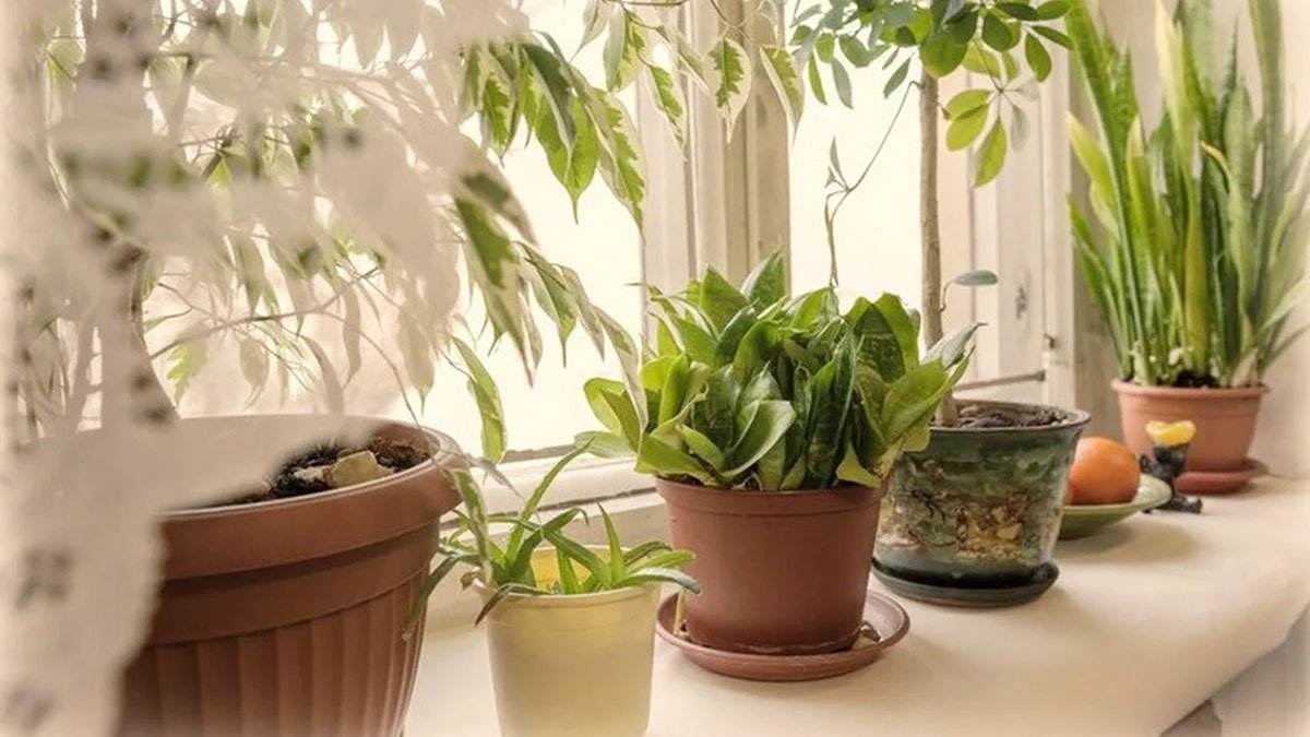 Pro zdravý spánek a čistý vzduch se podívejte na toto: 5 rostlin, které můžete umístit do ložnice 6 Pro zdravý spánek a čistý vzduch se podívejte na toto: 5 rostlin, které můžete umístit do ložnice