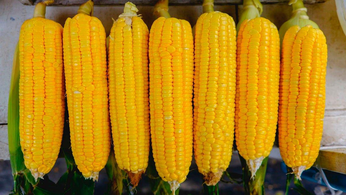 Jak uvařit kukuřici, aby zůstala sladká, voňavá a ještě chutnější!