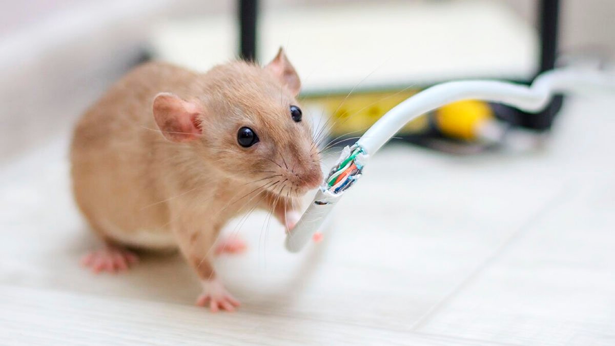 Když se hlodavci snaží dostat do domu: prevence a řešení problému s potkany