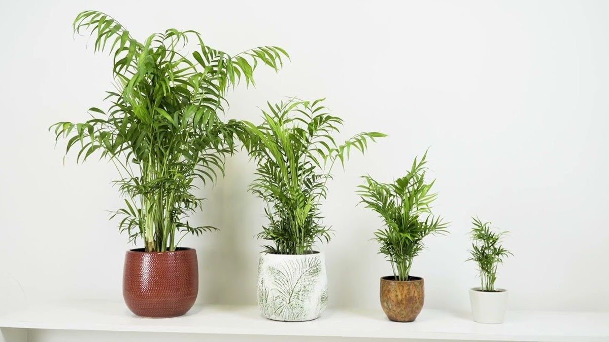 Chytrý způsob, jak zlepšit odvodnění v květináčích pomocí oblázků