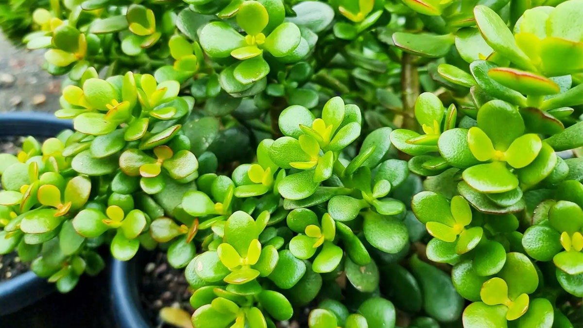 Kam zasadit peněžní strom: zahradníkům bylo řečeno, jak se o něj starat