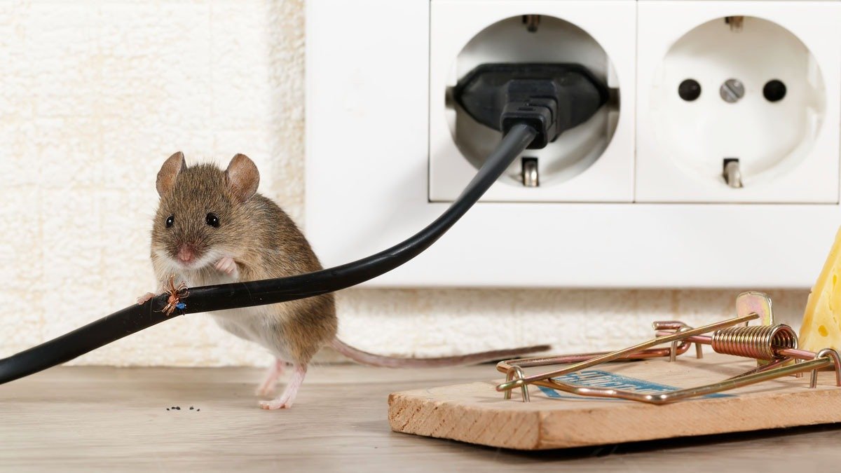 Když se hlodavci snaží dostat do domu: prevence a řešení problému s potkany