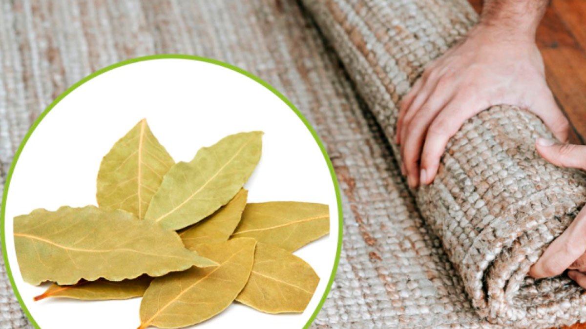 Dejte bobkový list pod koberec a do zítřejšího rána se zbavíte svého každodenního problému