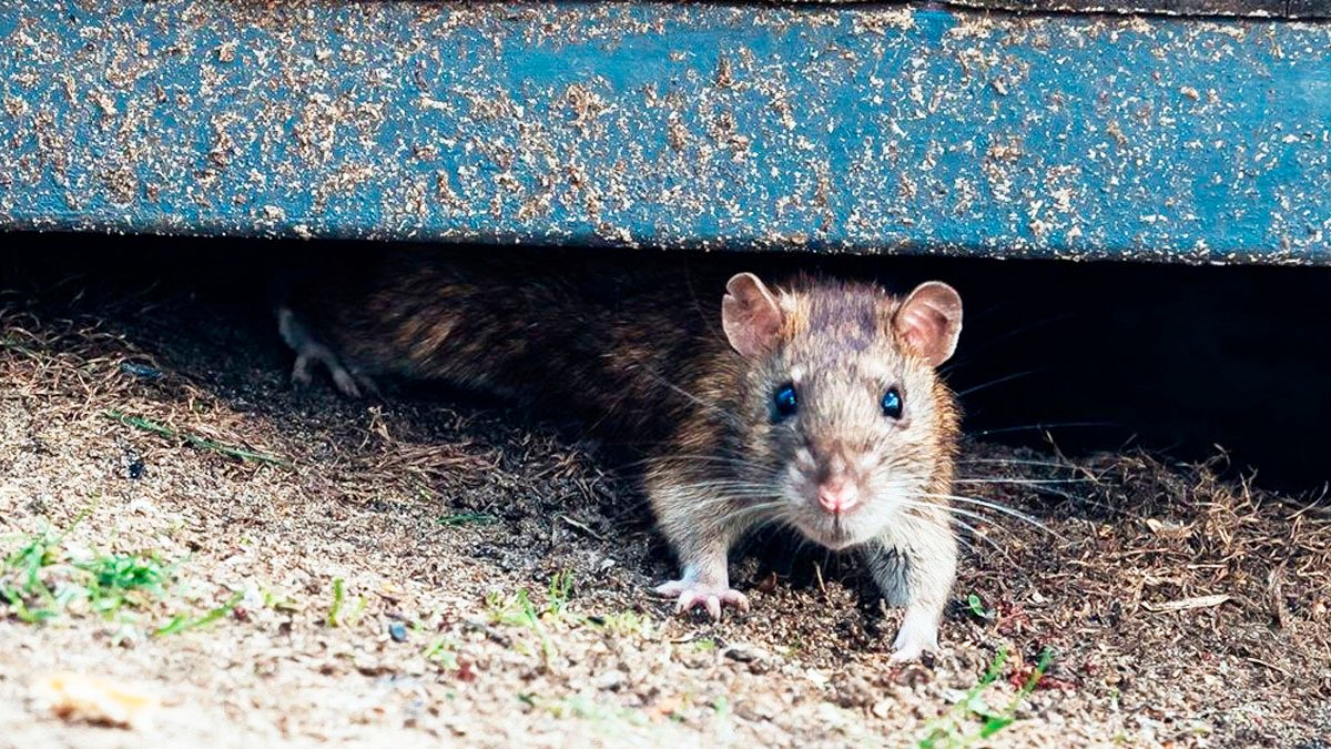 Když se hlodavci snaží dostat do domu: prevence a řešení problému s potkany
