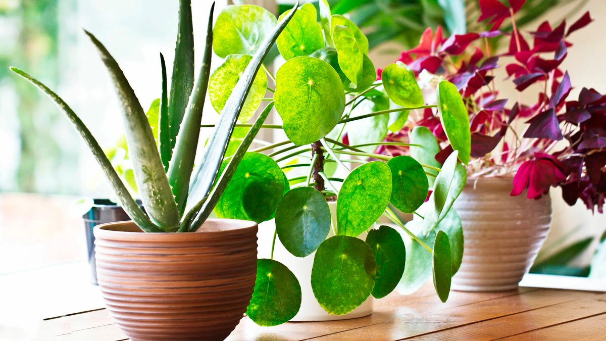 Chytrý způsob, jak zlepšit odvodnění v květináčích pomocí oblázků