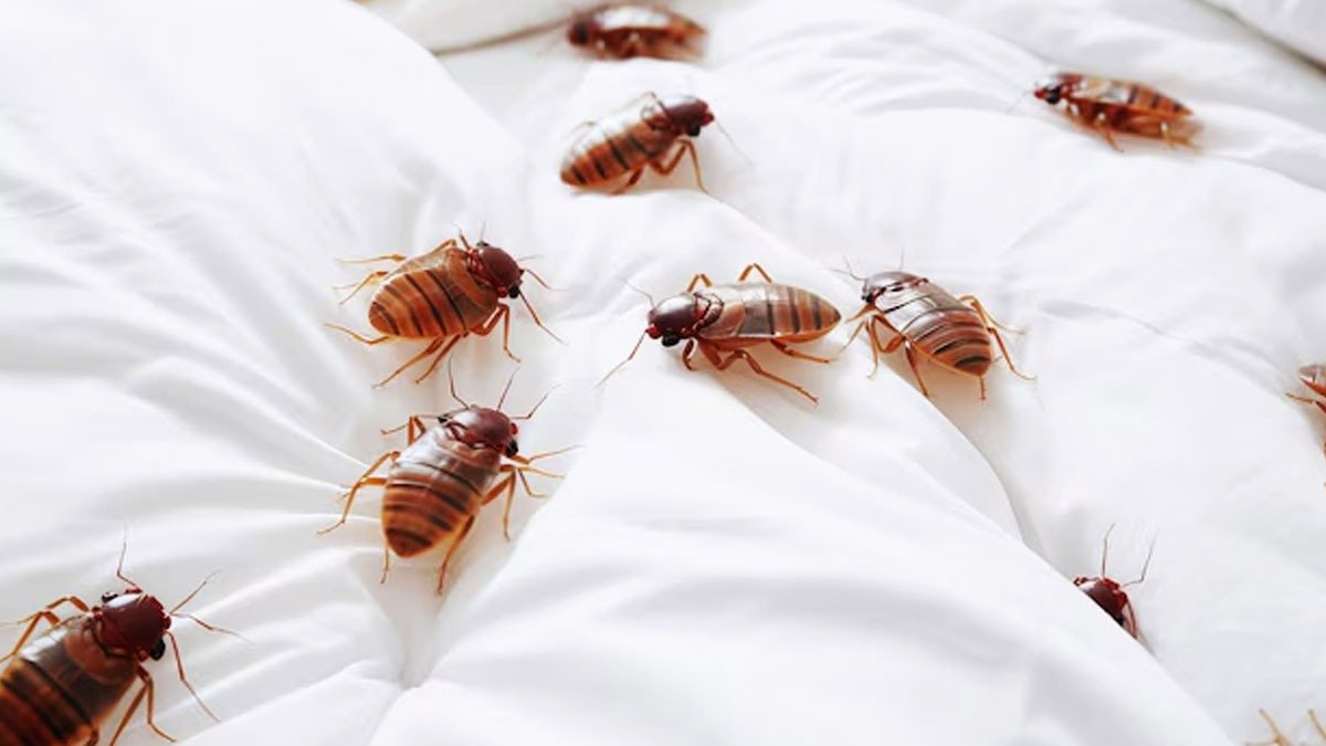 Tyto pokojové rostliny přitahují štěnice. Okamžitě se jich v ložnici zbavte