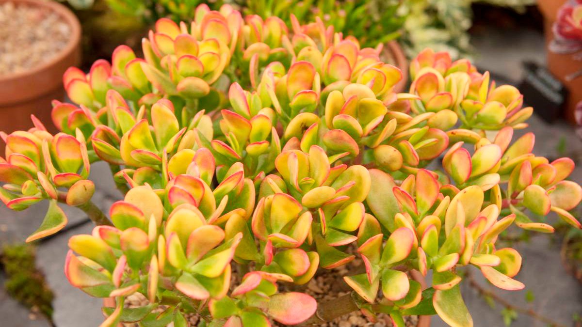 Kam zasadit peněžní strom: zahradníkům bylo řečeno, jak se o něj starat