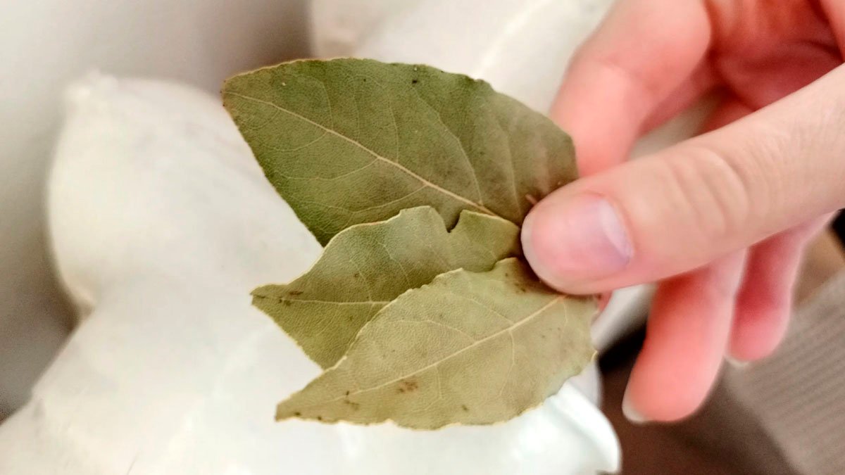 Dejte si večer pod koberec bobkový list a váš domov vám ráno poděkuje