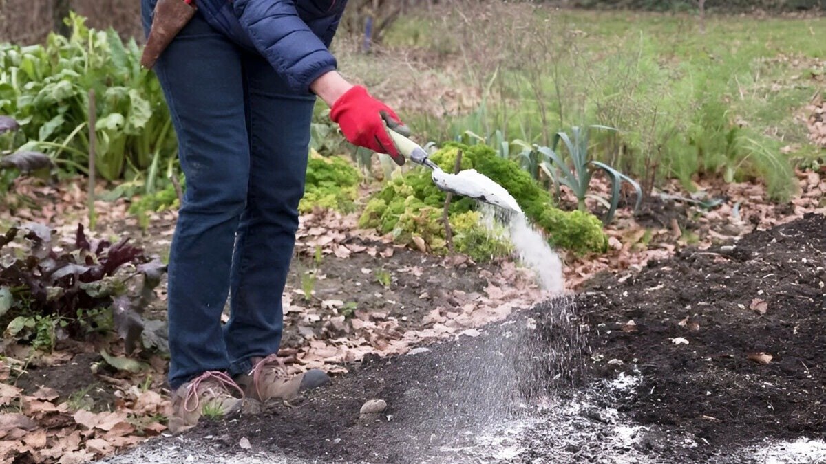 Vápnění trávníku v prosinci: proč to skutečně snižuje výskyt mechu 12 Vápnění trávníku v prosinci: proč to skutečně snižuje výskyt mechu