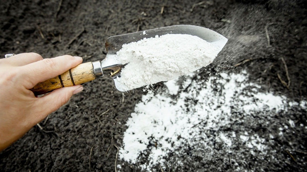 Vápnění trávníku v prosinci: proč to skutečně snižuje výskyt mechu