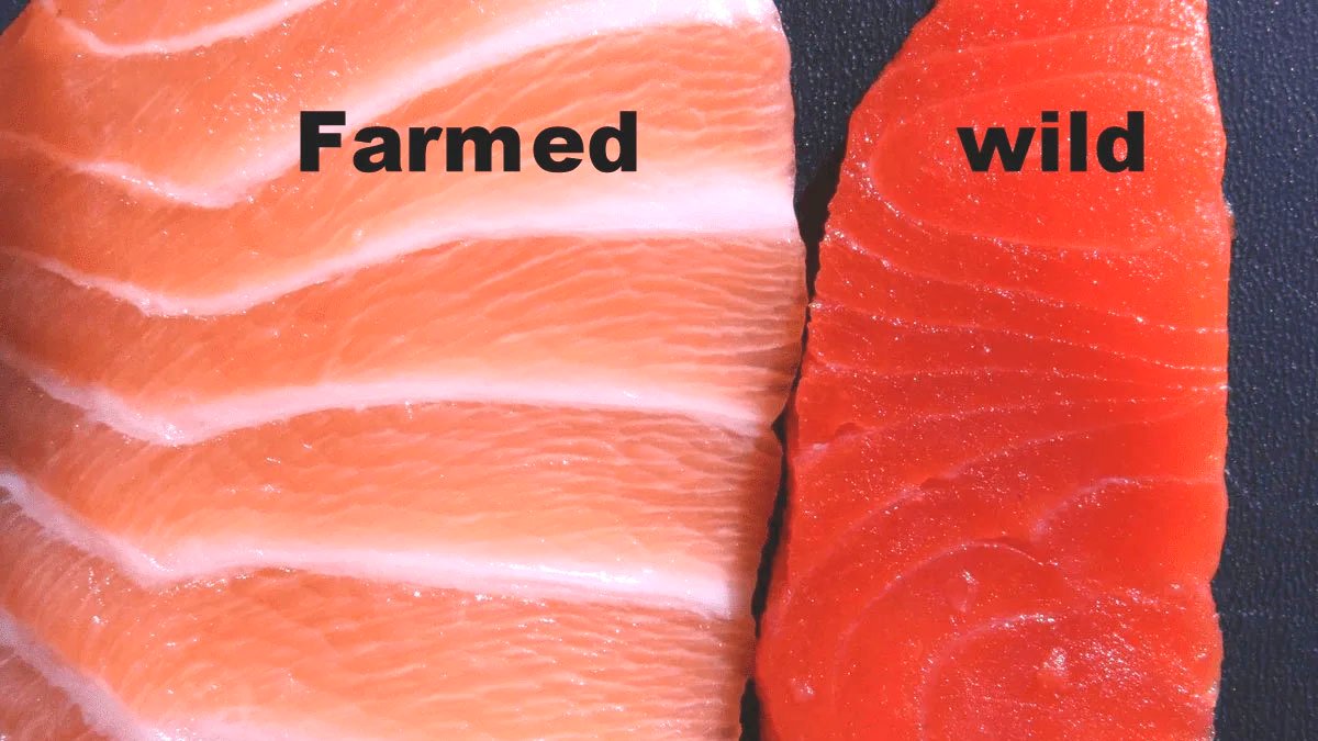 Která ryba má nejvíce omega-3 mastných kyselin?