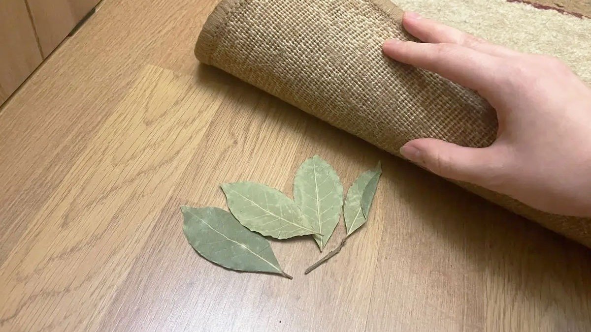 Dejte bobkový list pod koberec a do zítřejšího rána se zbavíte svého každodenního problému