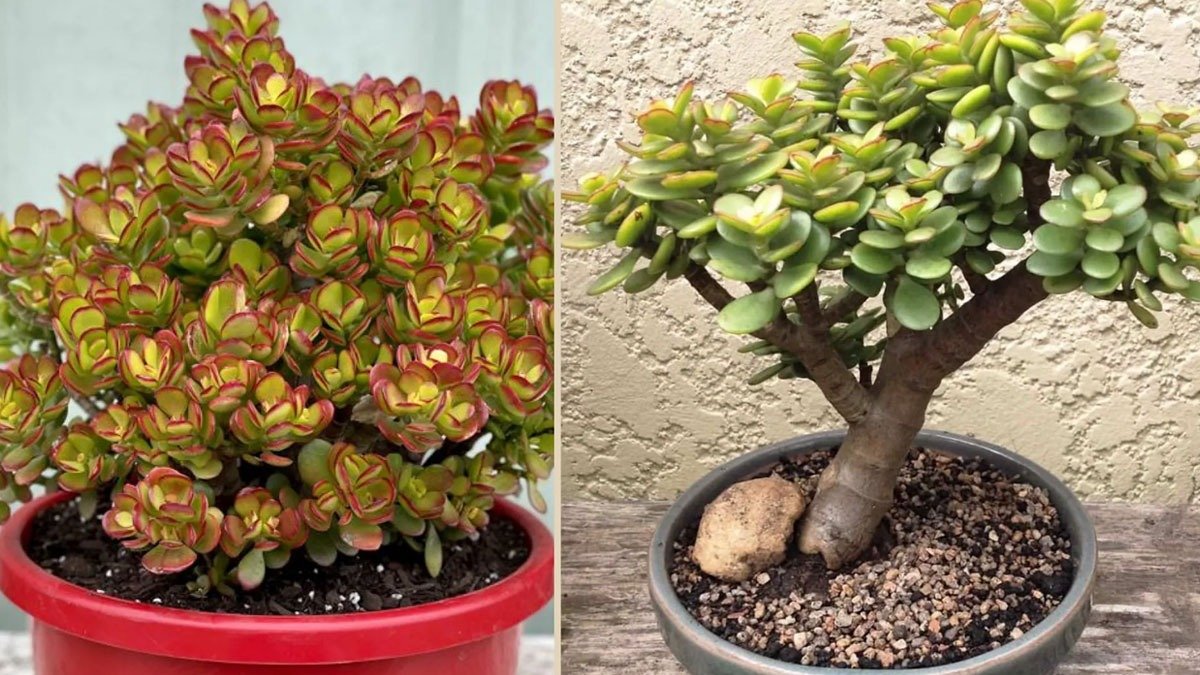 Kam umístit „strom peněz“: zahradníci prozradili, jak o rostlinu správně pečovat 2 Kam umístit „strom peněz“: zahradníci prozradili, jak o rostlinu správně pečovat