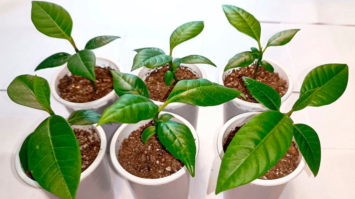 Kávovník na parapetu: Jak vypěstovat kávu doma a je to reálné?