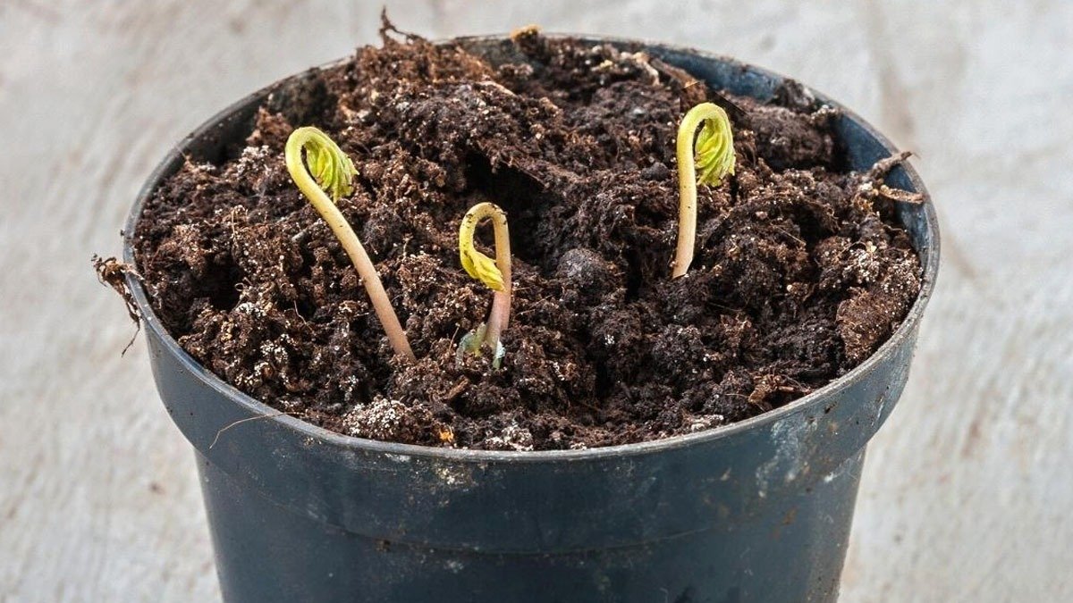 Chytrý způsob, jak zlepšit odvodnění v květináčích pomocí oblázků 19 Chytrý způsob, jak zlepšit odvodnění v květináčích pomocí oblázků