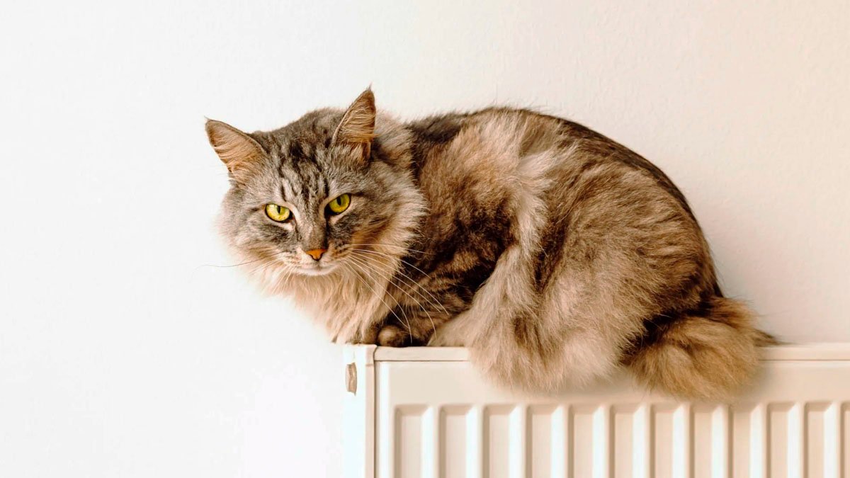 Vaše radiátory se zahřejí dvakrát tolik: tento trik je promění v horká kamna