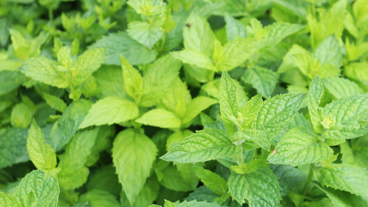 Výskyt štírů v domácnostech a jak mu předcházet