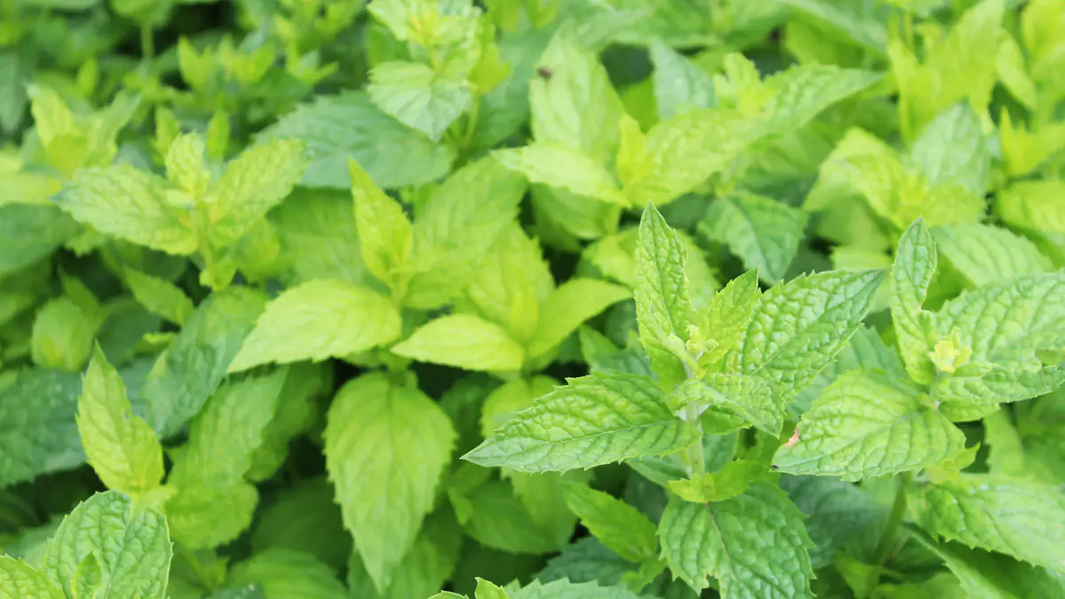 Výskyt štírů v domácnostech a jak mu předcházet