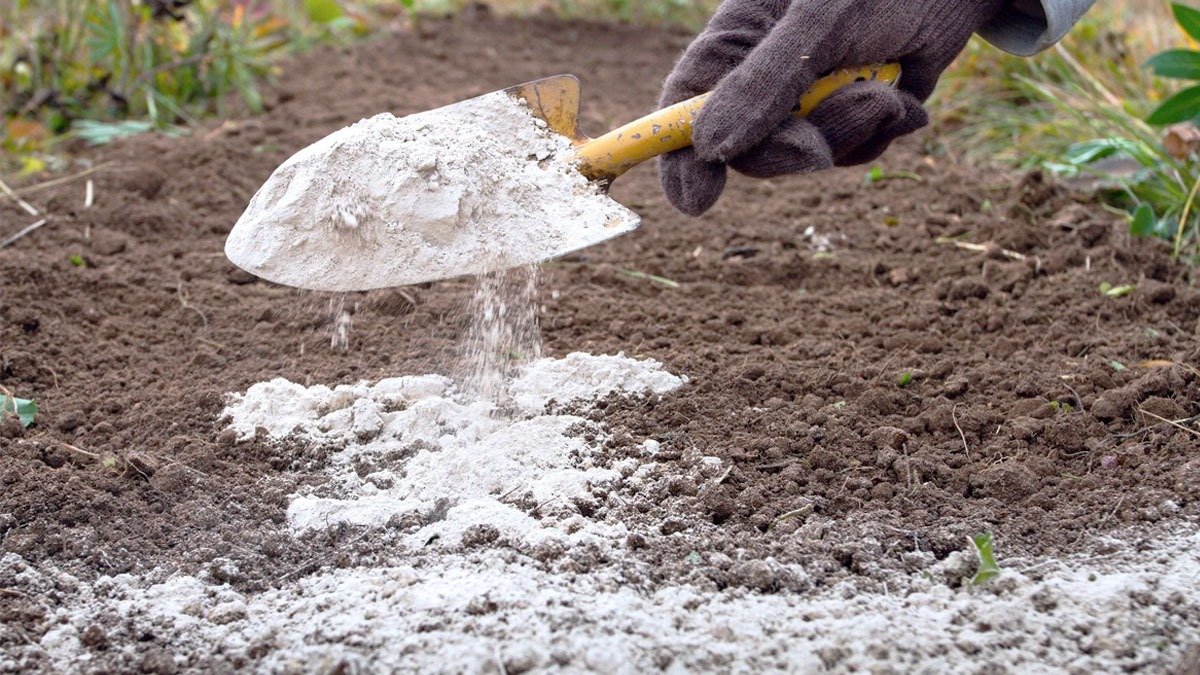 V prosinci nezapomeňte rozsypat mouku po zahradě: novoroční zázračný trik zkušených zahrádkářů