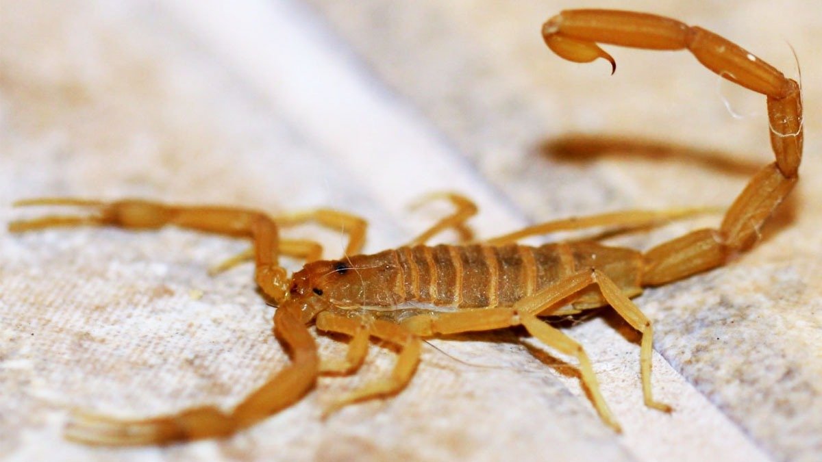 Výskyt štírů v domácnostech a jak mu předcházet