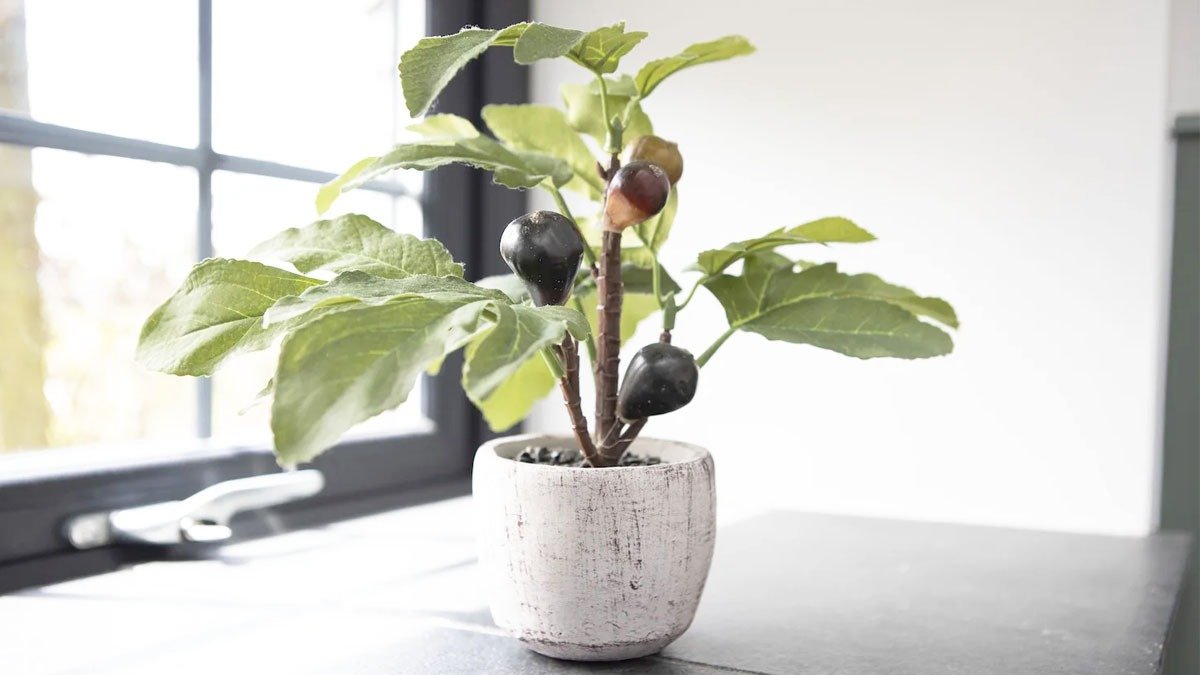 Kávovník na parapetu: Jak vypěstovat kávu doma a je to reálné?