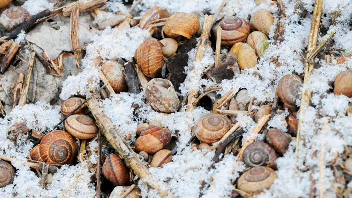 Zkušení zahrádkáři to dělají v zimě – ostatní zatím "chovají" slimáky 17 Zkušení zahrádkáři to dělají v zimě – ostatní zatím „chovají“ slimáky