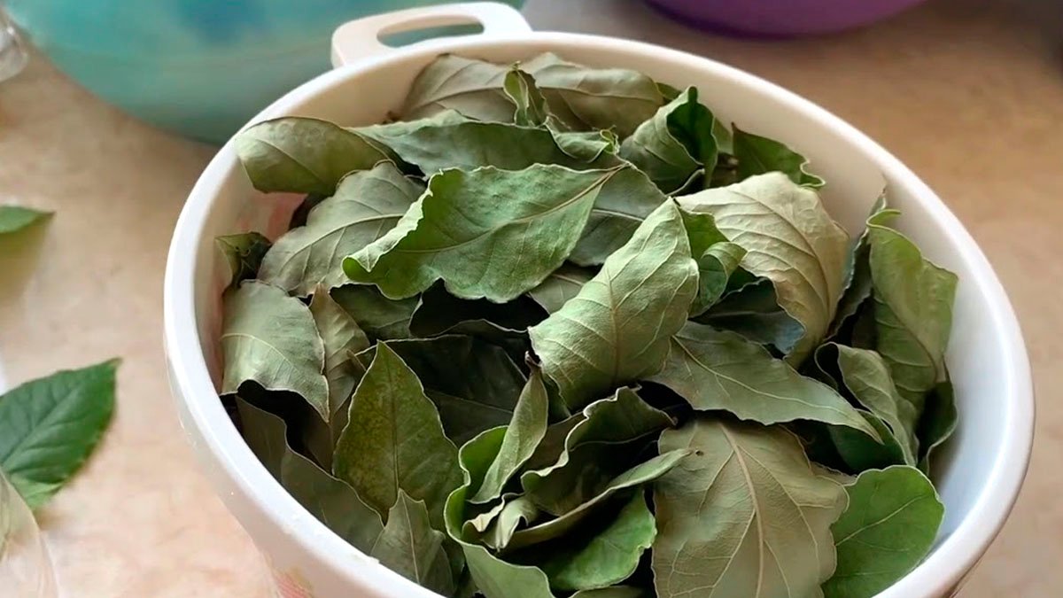 Vavřín v květináči: užitečné vlastnosti oblíbeného koření 14 Vavřín v květináči: užitečné vlastnosti oblíbeného koření