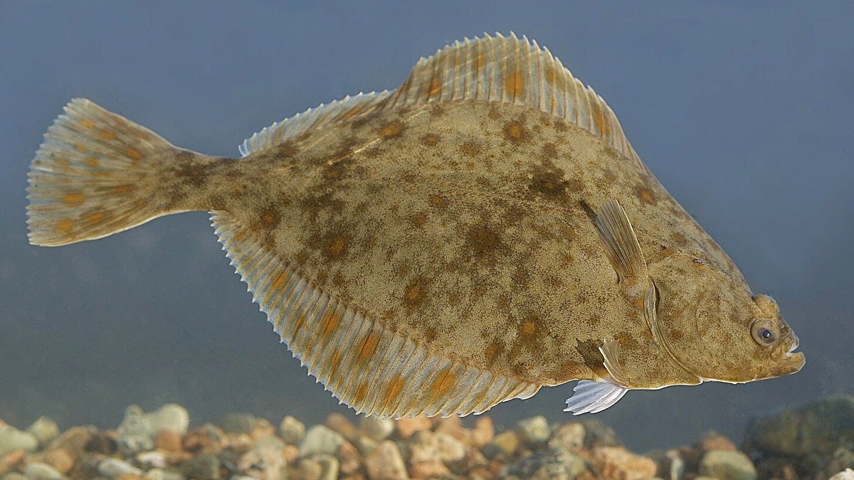 Top 5 druhů ryb s nejvyšším obsahem rtuti