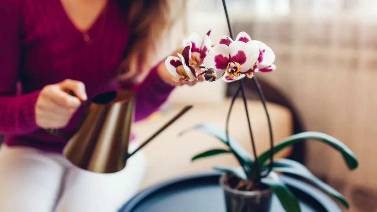 Jedna polévková lžíce a orchideje kvetou po celý rok: jednoduchý domácí „způsob hnojení“