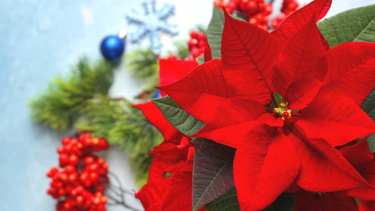 Kam nikdy nedávat vánoční hvězdu doma. Místa, která podle feng-šuej přitahují smůlu