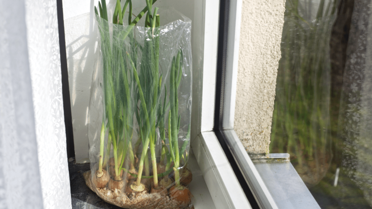 Jak bez zbytečné námahy vypěstovat jarní cibulku na parapetu za týden trik se sáčkem a na svátky máte čerstvé šťavnaté natě