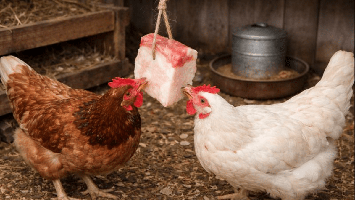 Slepice snášejí hromadně: zavěste kousek v kurníku – až 360 vajec ročně