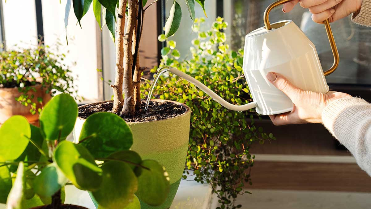 Jak správně zalévat rostliny v zimě, abyste nezničili kořeny a nemuseli chodit do chladu 10 Jak správně zalévat rostliny v zimě, abyste nezničili kořeny a nemuseli chodit do chladu