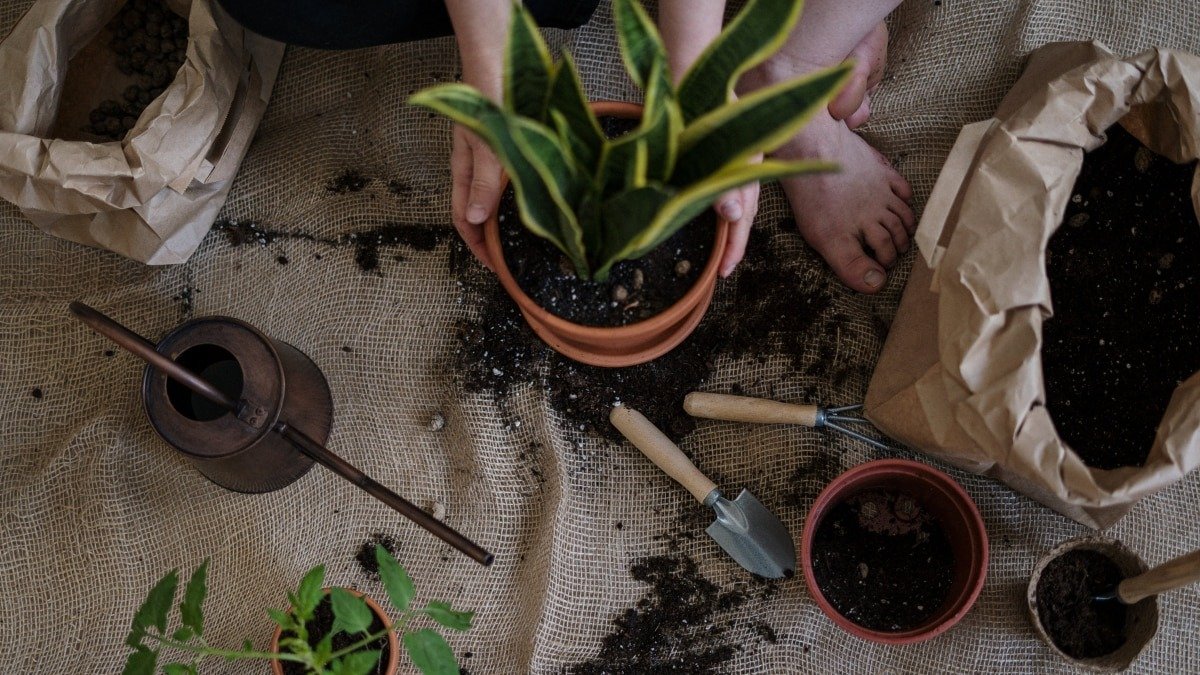 Květinový substrát plesniví nebo se hemží muškami Jedno koření může pomoci