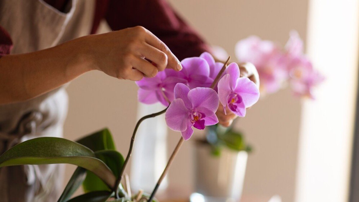 Jedna polévková lžíce a orchideje kvetou po celý rok: jednoduchý domácí „způsob hnojení“