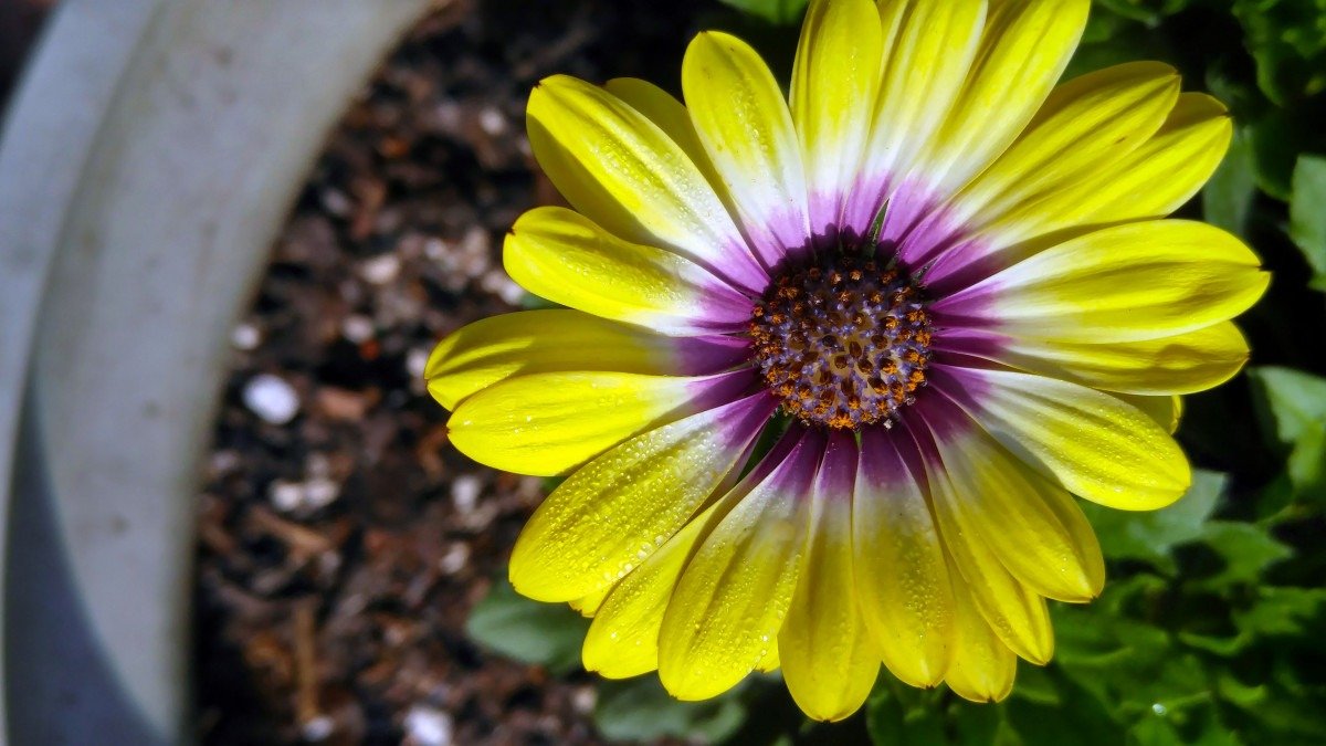 Rostlina, která může kvést téměř po celý rok a hodí se pro pěstování v květináči