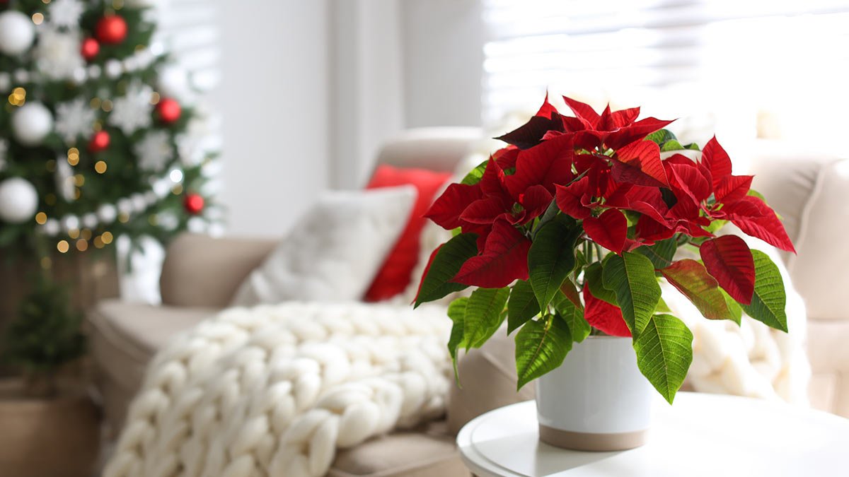 Kam nikdy nedávat vánoční hvězdu doma. Místa, která podle feng-šuej přitahují smůlu