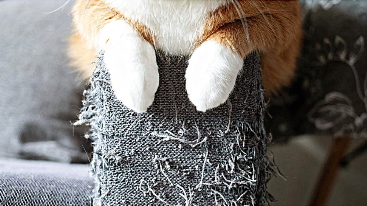 Kočka bude obcházet pohovku obloukem: jak rychle odnaučit mazlíčka ničit nábytek