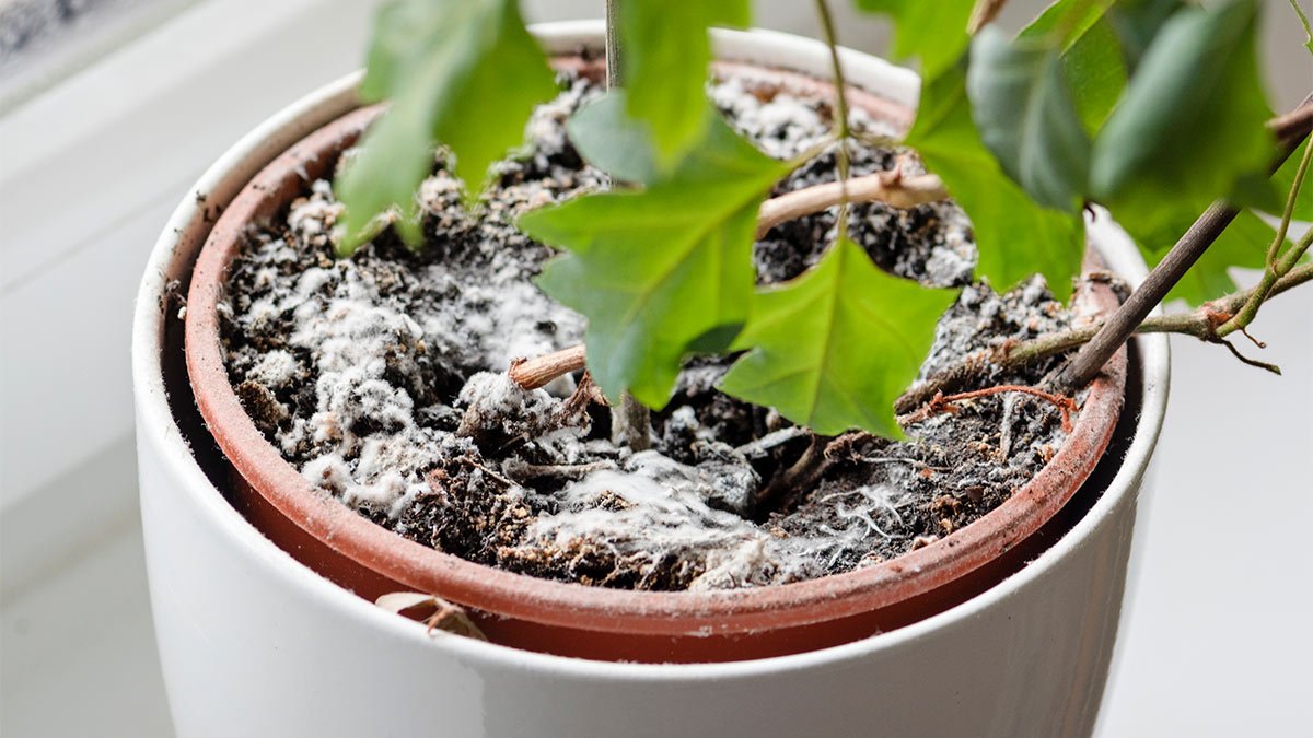 Květinový substrát plesniví nebo se hemží muškami Jedno koření může pomoci