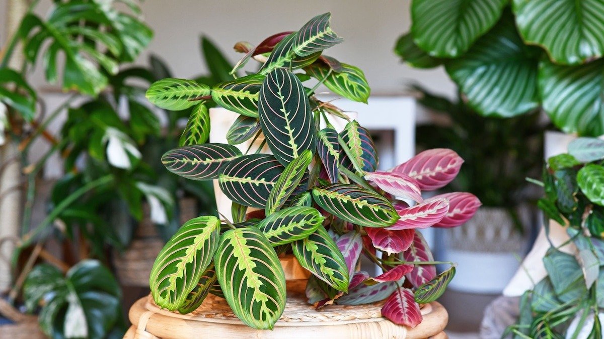 Zeleň už omrzela, dala jsem si doma růžovou pokojovou rostlinu a hosté v Česku se ptají, kde jsem ji koupila 4 Zeleň už omrzela, dala jsem si doma růžovou pokojovou rostlinu a hosté v Česku se ptají, kde jsem ji koupila