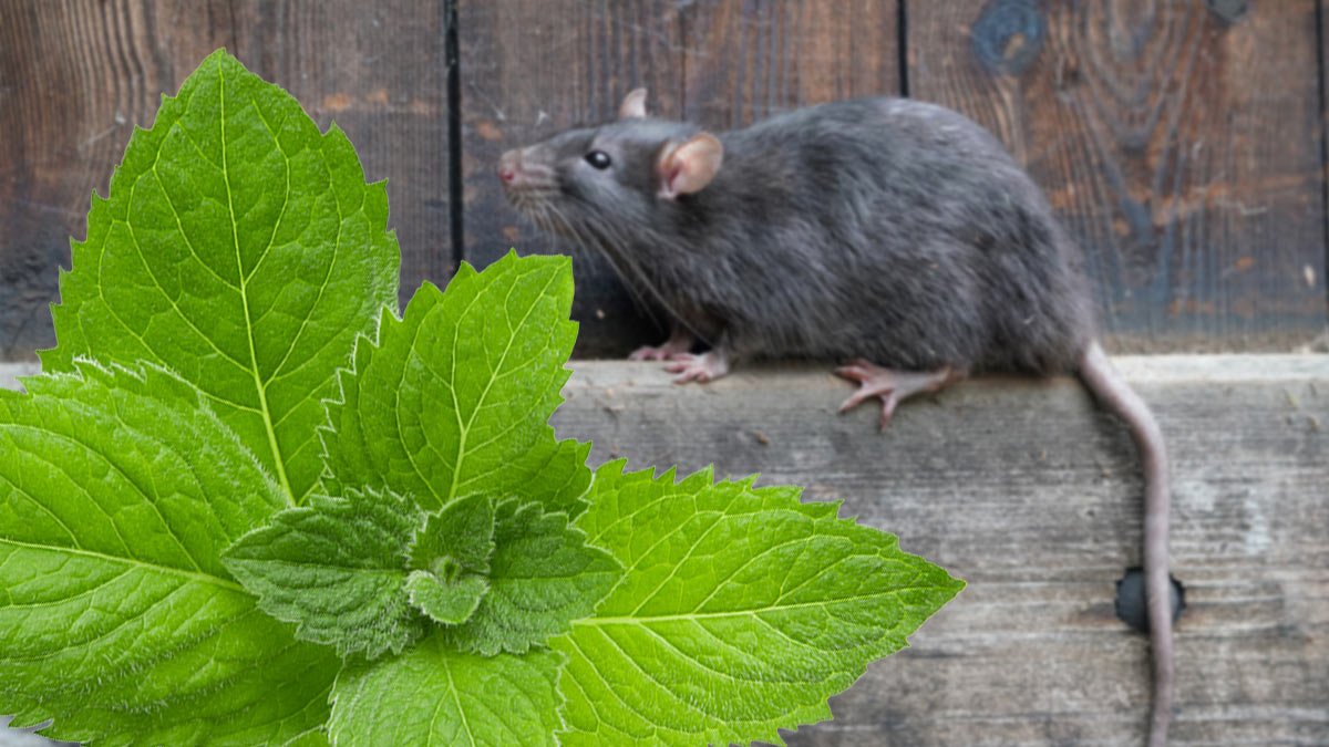 Jak se zbavit myší Stačí to opřít ke zdi a hlodavci okamžitě utečou