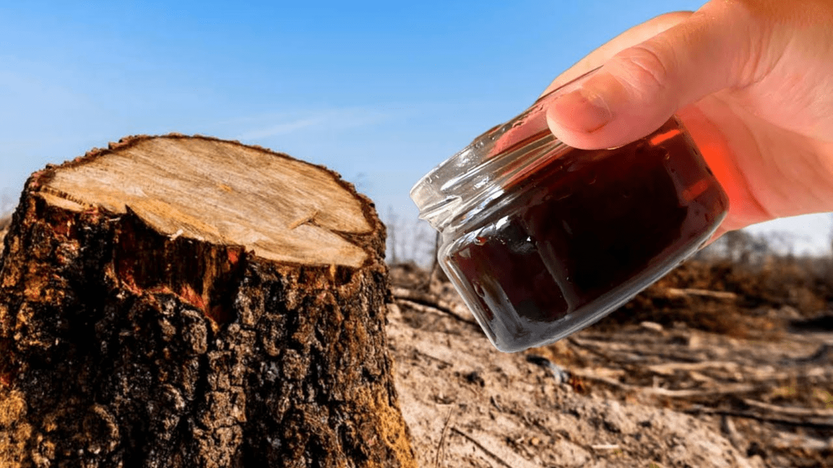 Nalijte to na pařez – za pár týdnů po něm nezůstane ani stopa