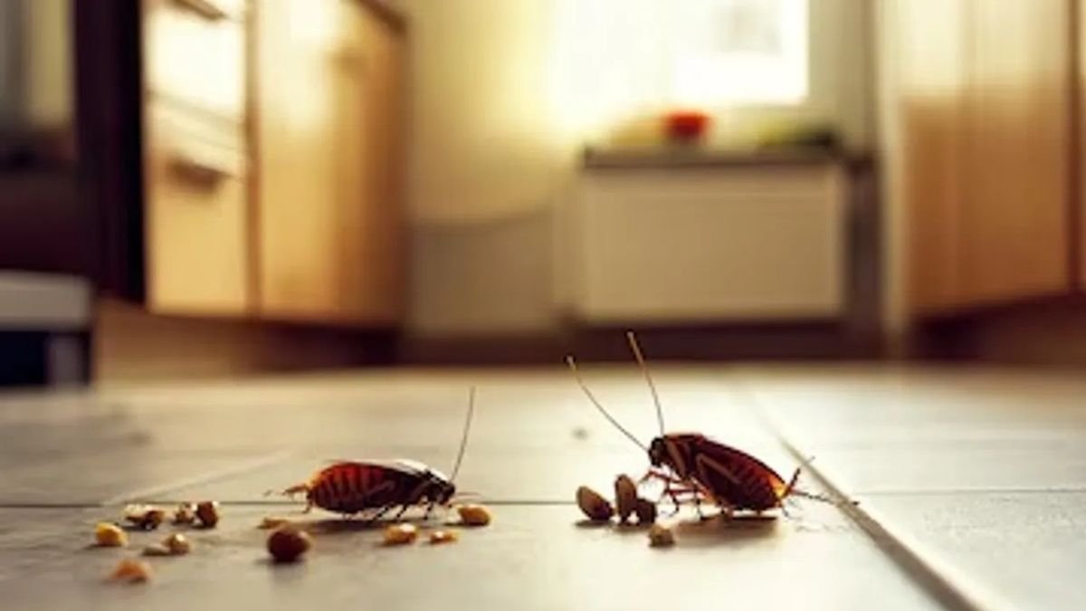 Nenápadná směs z kuchyně může změnit průběh boje: výrazná vůně odradí šváby od lišt a trubek