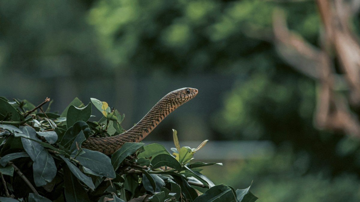 Nesázejte u domu jen tyto 2 rostliny Jinak roste riziko „návštěv hadů“
