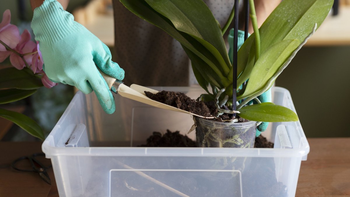 Než vyhodíte uvadlou orchidej, vezměte láhev s vodou a zkuste tento jednoduchý a překvapivě účinný trik