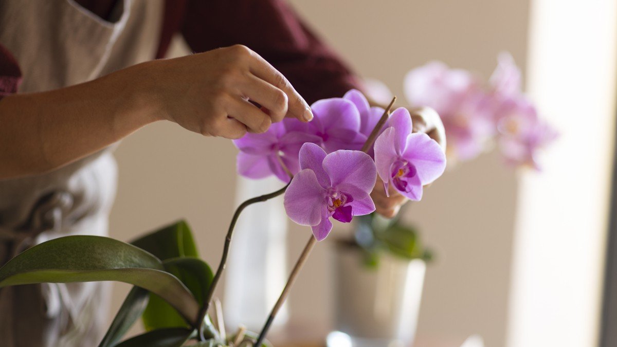 Než vyhodíte uvadlou orchidej, vezměte láhev s vodou a zkuste tento jednoduchý a překvapivě účinný trik