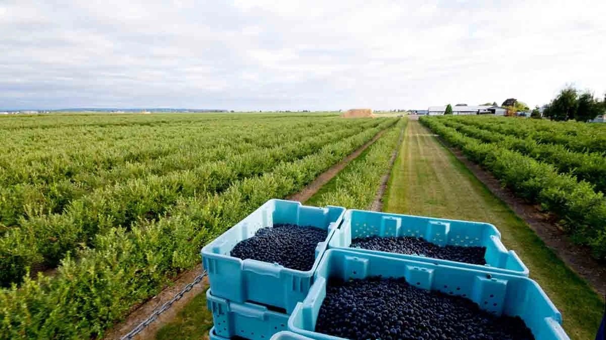 Nová odrůda kanadské borůvky pro evropský trh