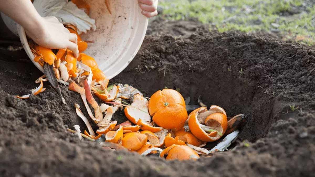 Pomerančová kůra na zahradě: jednoduchý trik proti nechtěným „hostům“ 20 Pomerančová kůra na zahradě: jednoduchý trik proti nechtěným „hostům“