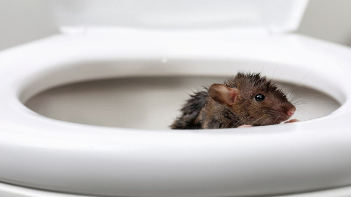 Potkani a myši zmizí navždy: cenově dostupný prostředek proti hlodavcům