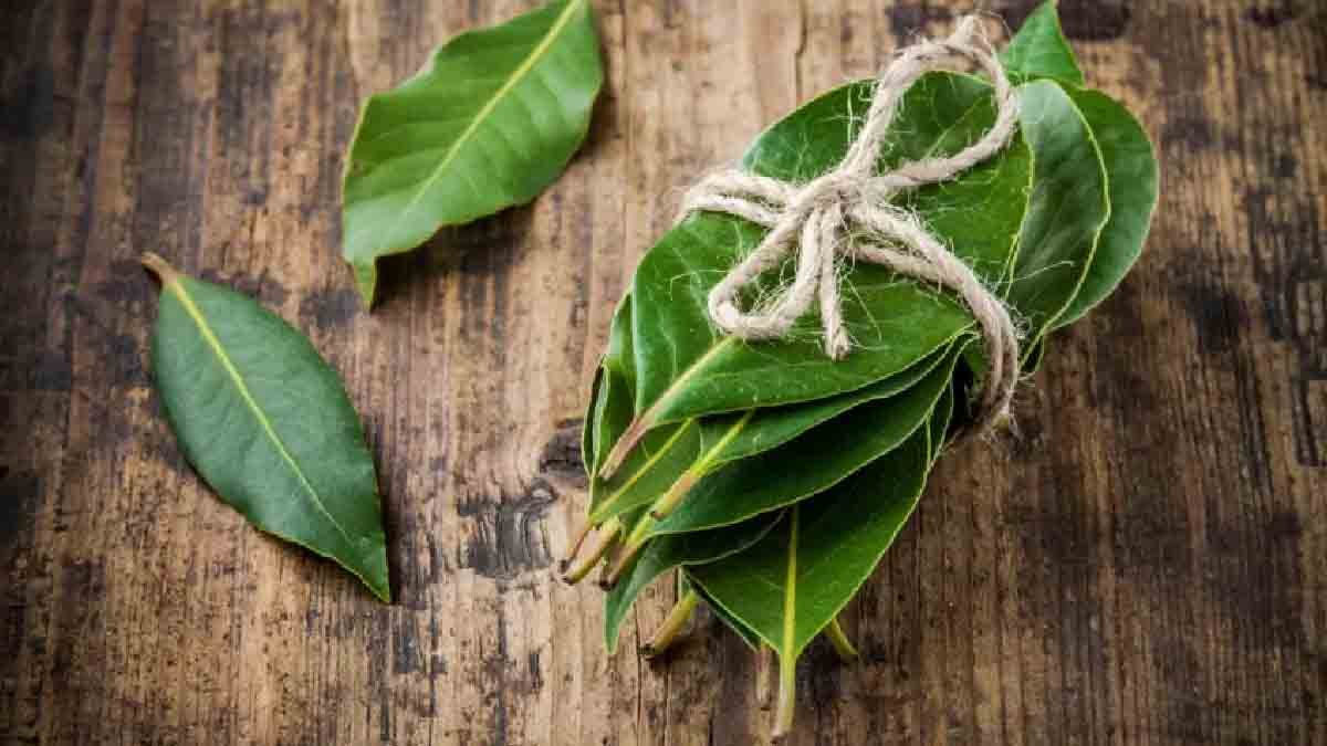 Moudrost předků: proč si dávat bobkový list do kapsy. To by měl vědět každý 2 Moudrost předků: proč si dávat bobkový list do kapsy. To by měl vědět každý